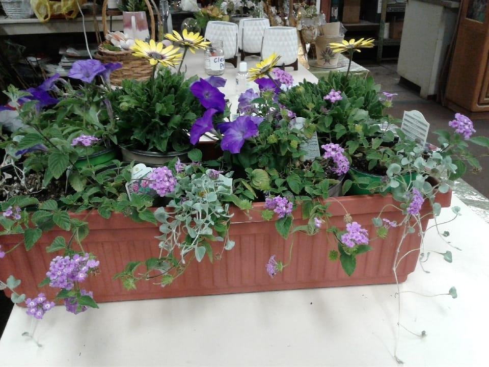 I love love love these flowers that the San Gabriel  Nursery put together for me. I did a lot of research on gardening so we could put this together.
We will plant them tomorrow! I love my window box!