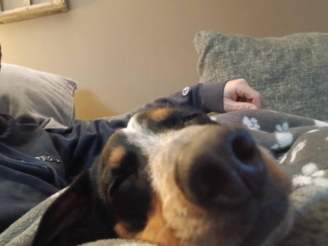Pre bedtime nap for Tater.