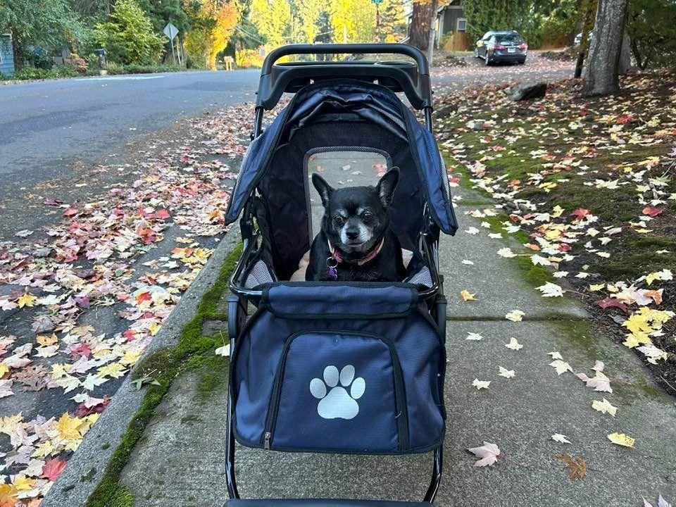 Coco in her stroller enjoying the outdoors. She was diagnosed with a cancerous tumor two weeks ago and still trying to get out for life quality.