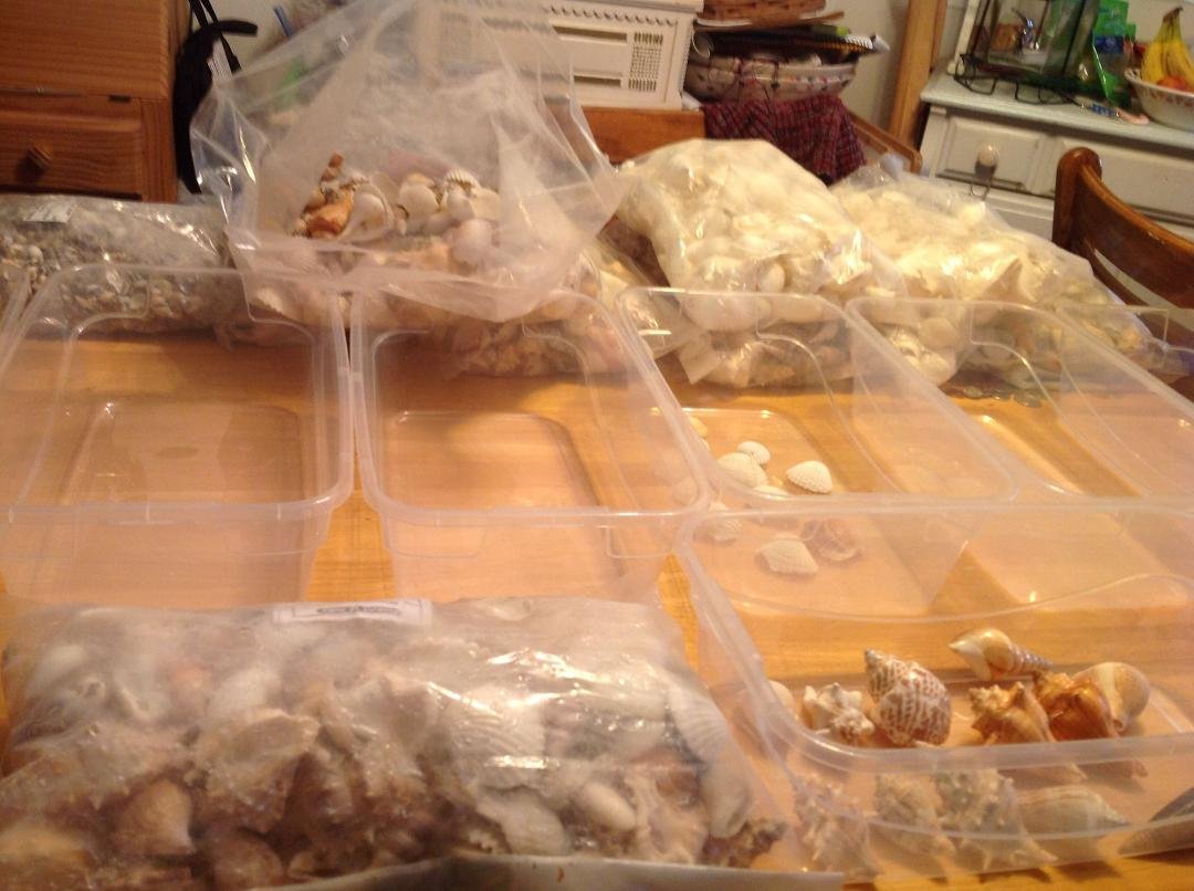 Would anyone like to help me sort seashells for VBS?