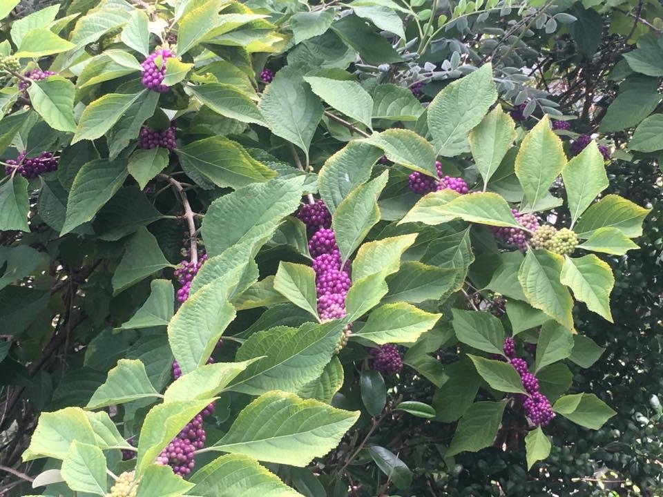 A good crop of beauty berry in my backyard.  I don't eat them but the birds like them.