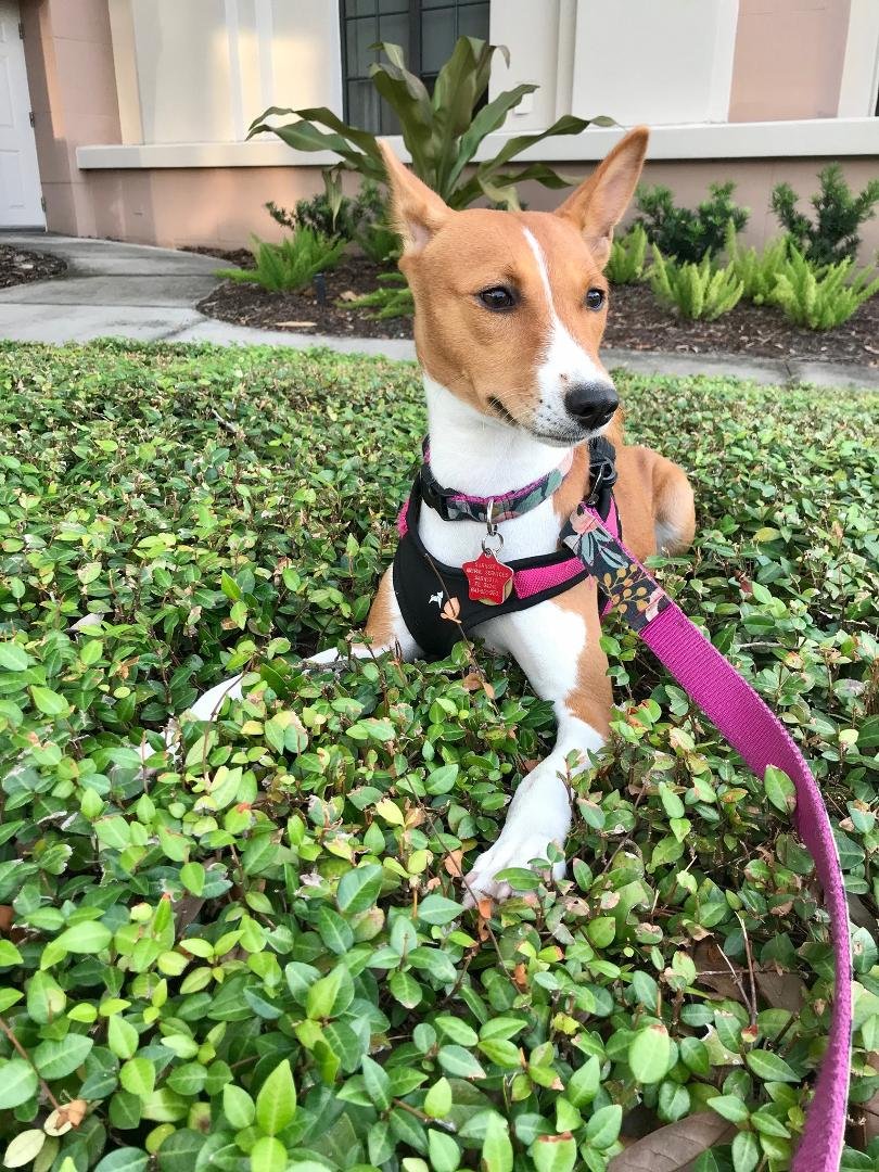 Flora in the flora....Happy National Dog Day, Flora.