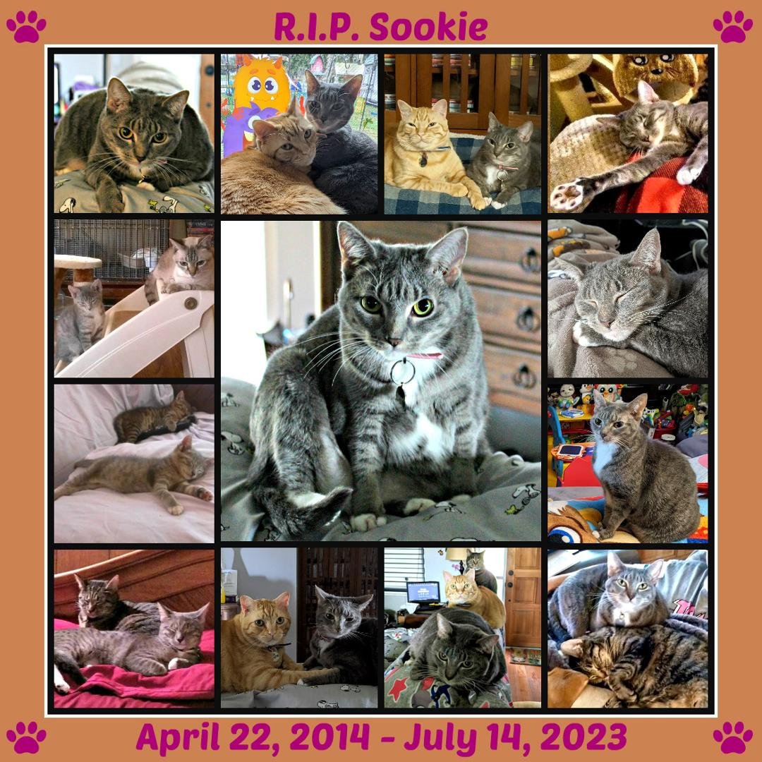 My Heart is breaking 💔😢 R.I.P. Sookie <3 Thank you to everyone who prayed and sent healing thoughts. Her little body just wasn't strong enough to fight. I've never lost a fur baby this young. It was always hard, but someh
