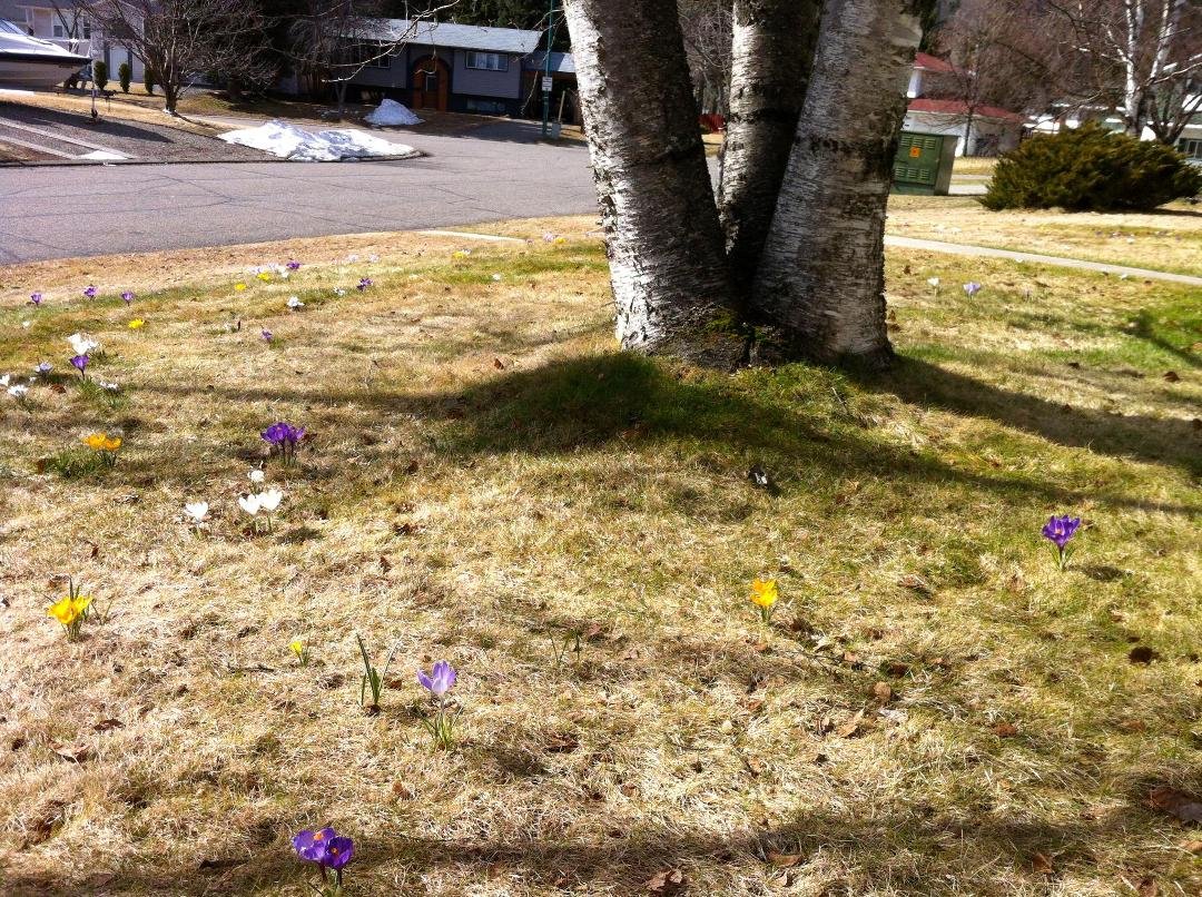 Crocuses in the lawn at 232.