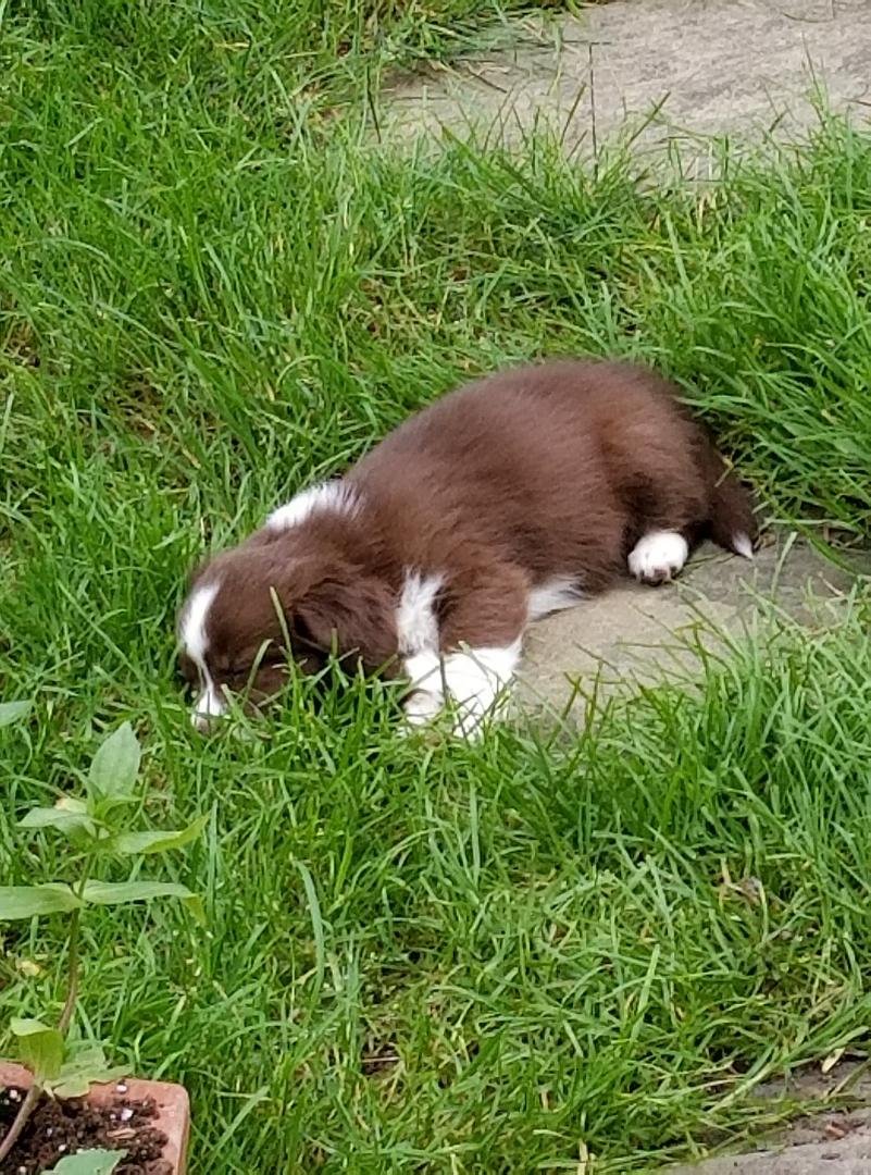 Time for my 9A nap, I've been up since 5A. I have several cozy beds but prefer the cool rock walk in my back yard! I'm pooped!
Luv, Fiona/Phoebe/Poppy (they keep changing my name but it doesn't realy matter cause I don't l