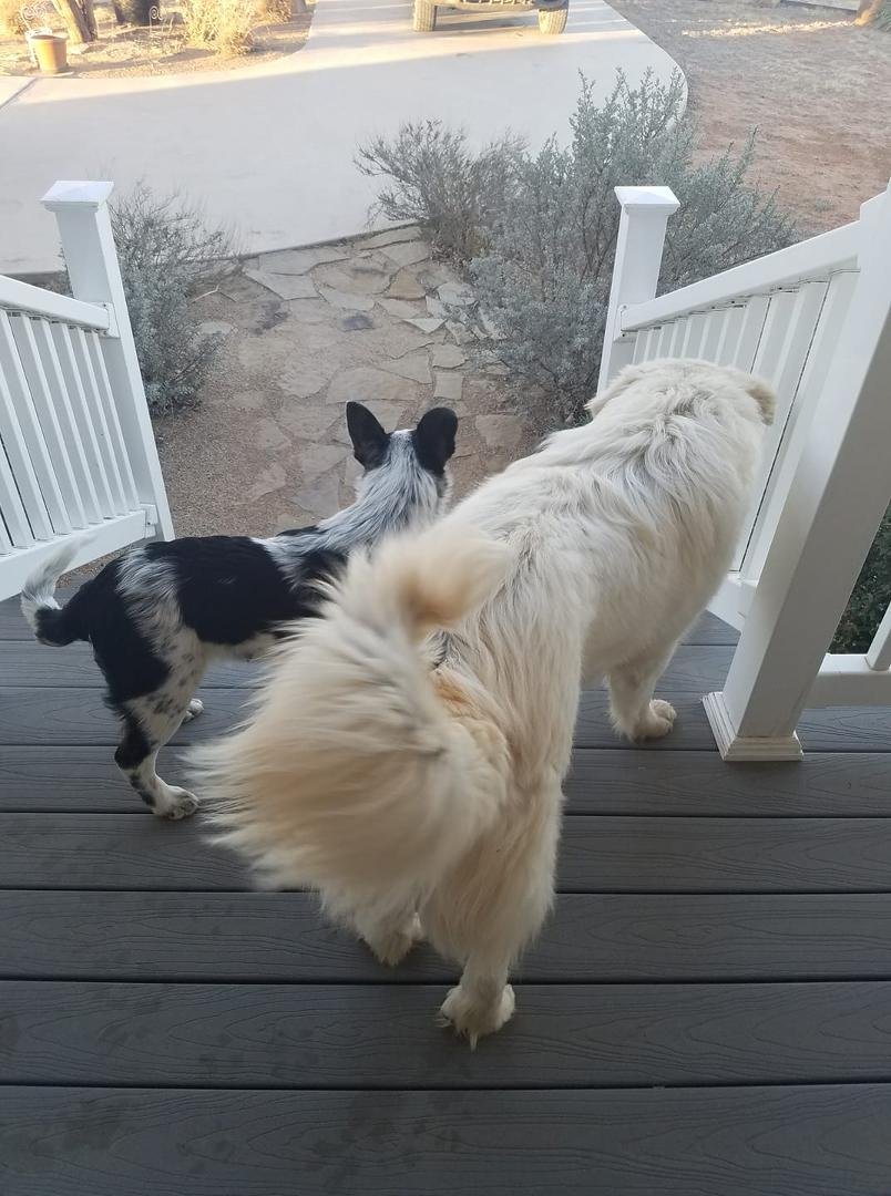 Couple of visitors. Who do they belong to?