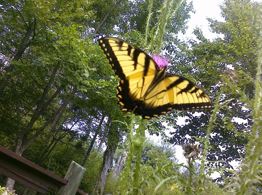 On the Limberlost trail in Virginia.