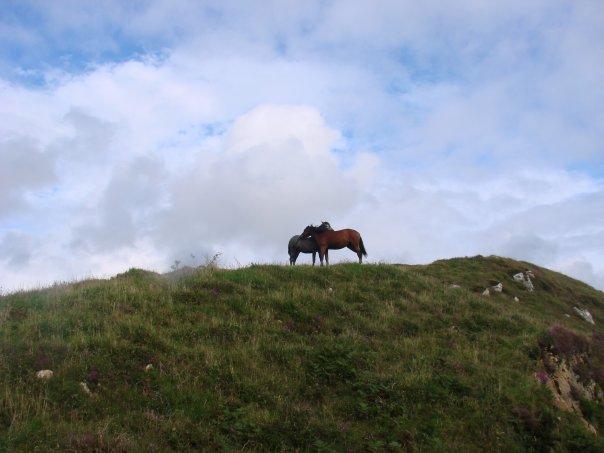 I took this picture of the horses in front of our summer house in Connemara.