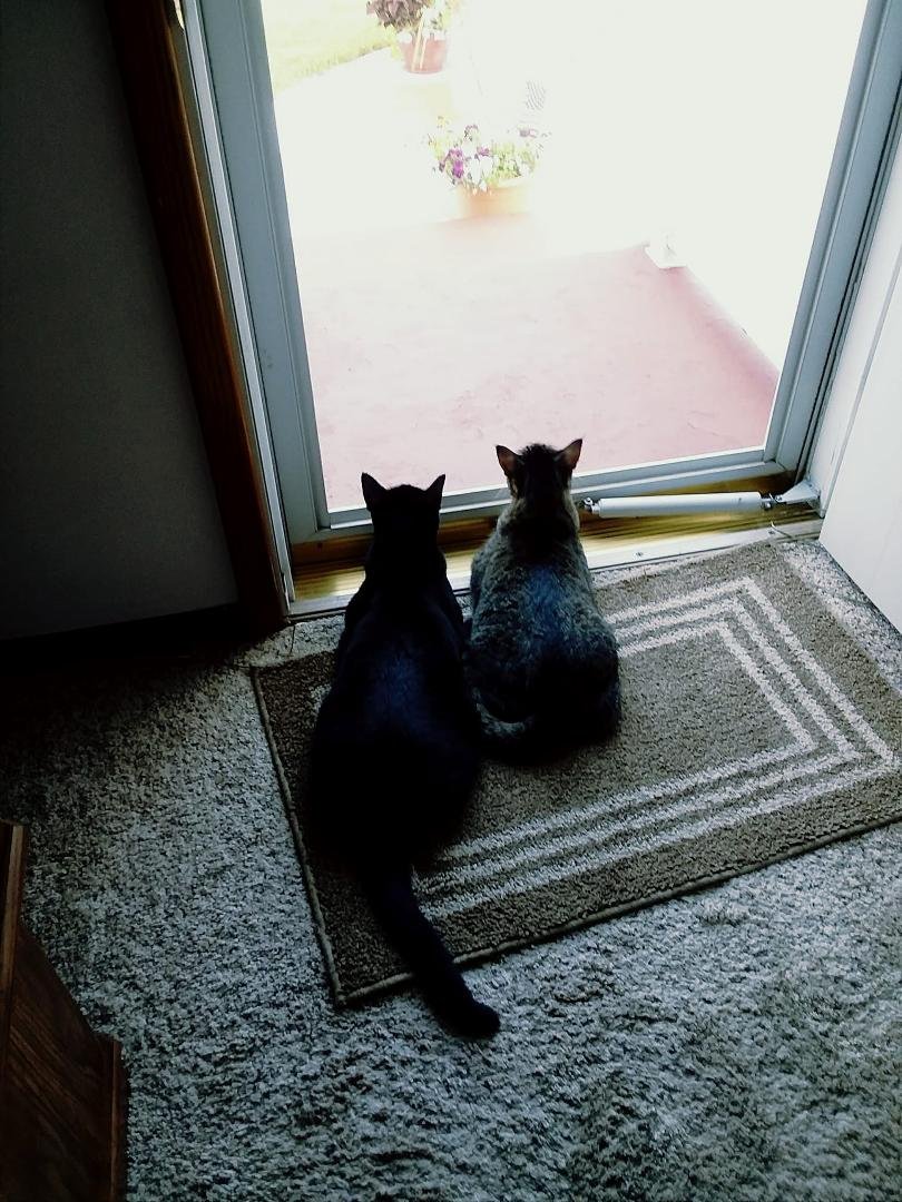 National cat day