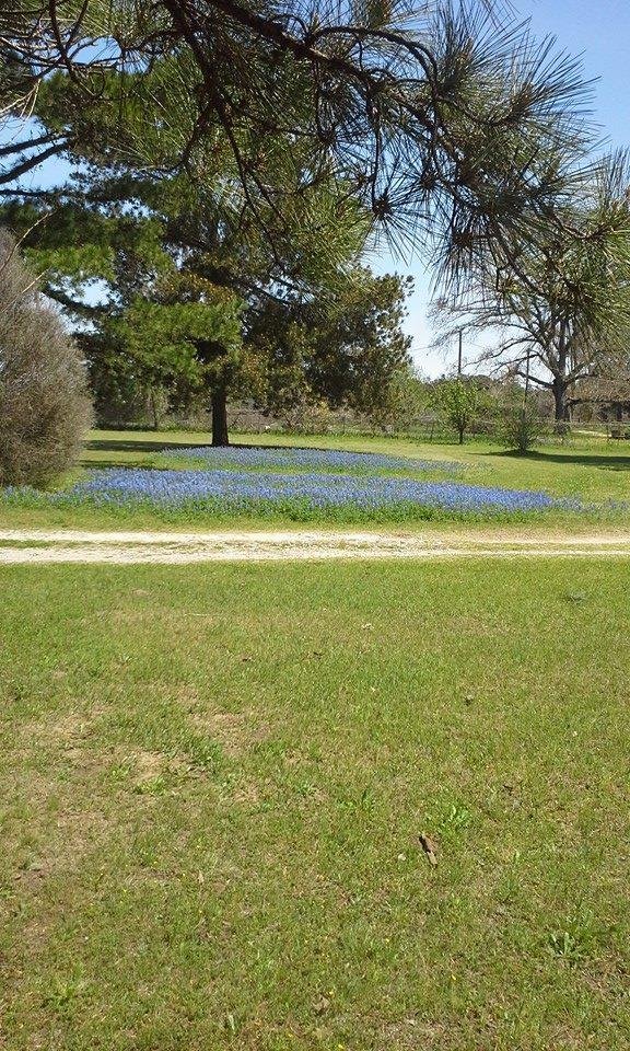 Bluebonnets in our renters yard
