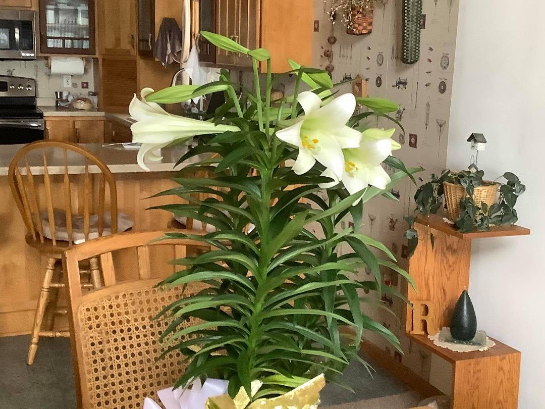 The beautiful lilies opening. Glorious