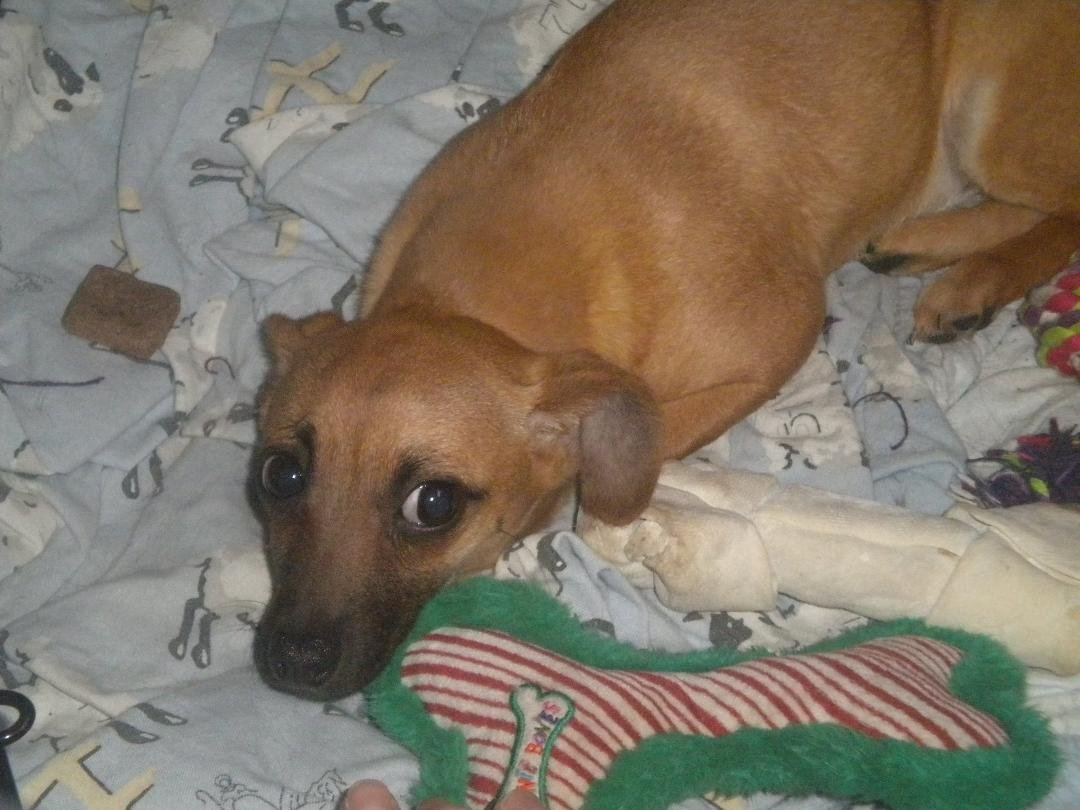 STILL WONDERING........WHAT THE HECK HAPPEN..........went out to eat with some rescue friends and then over to MHS with lots of questions and we ended up with this CHIHUAHUA/DASHUND mix, female, 6 mos old........Carla in c