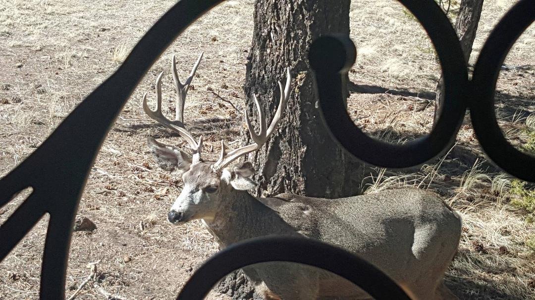 Out my bedroom window this morning...