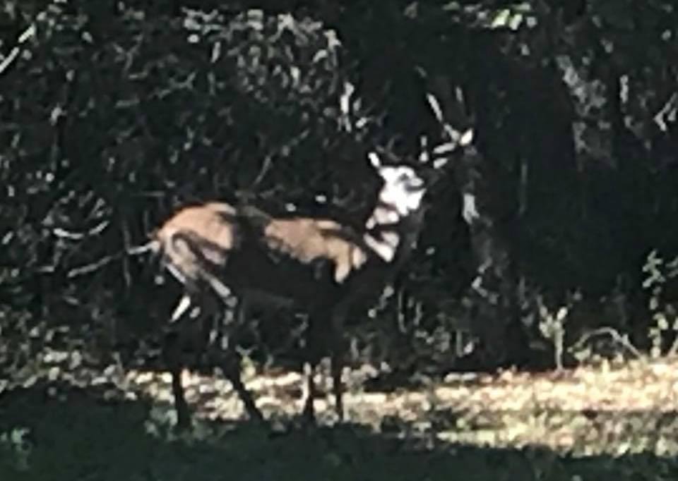 Nice 10 pointer in our yard this morning.