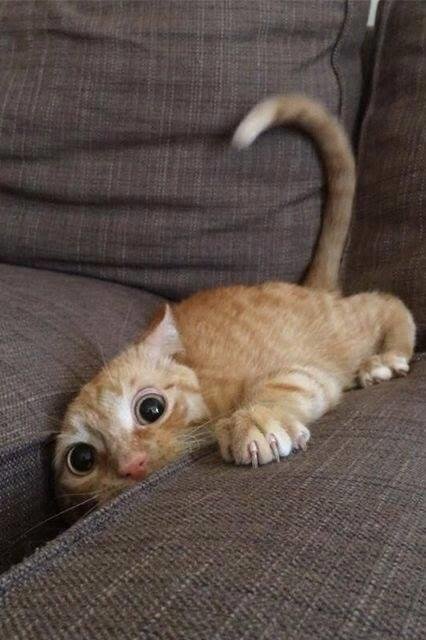 It's international Cat Day
