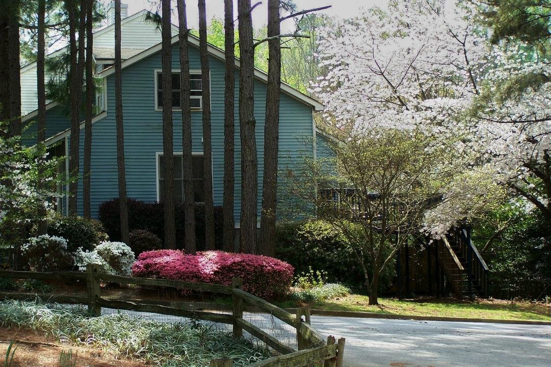 Our Side Yard, it is beautiful in full bloom