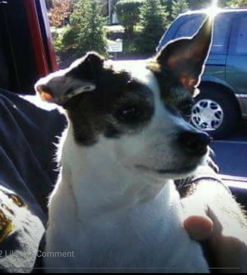 This is my son's dog MYERS. He is missing since last night in the area of 929 N. ST. ELMO ST. ALLENTOWN. Please share this photo. 610.393.2356