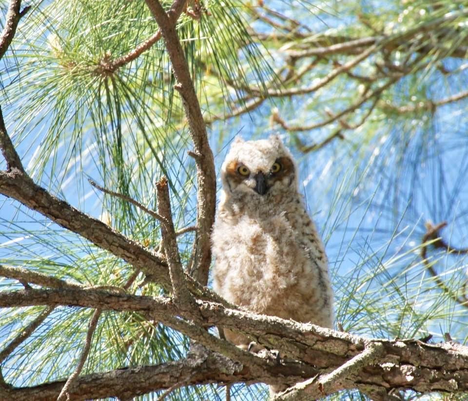 Baby owl in the neighborhood. Picture courtesy of Miss Carol.