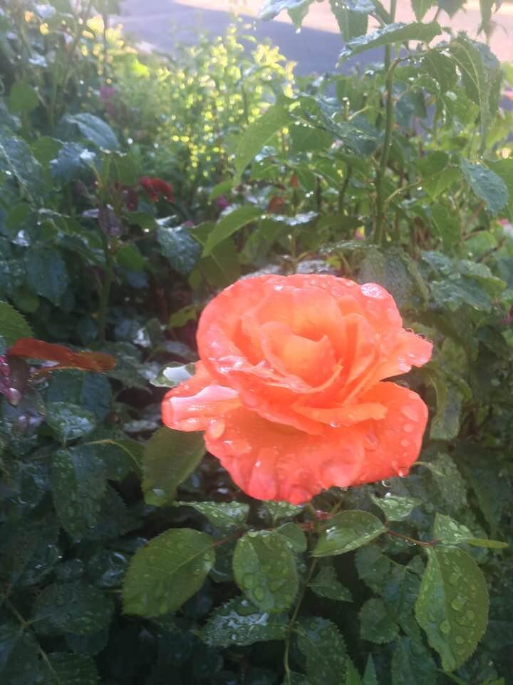 Our Rose Garden