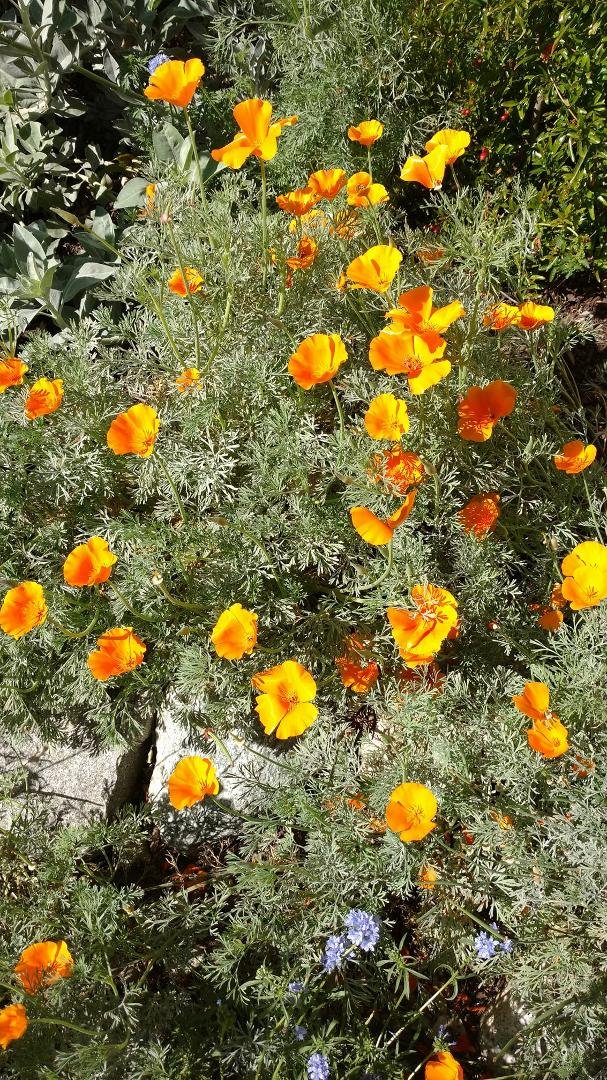 Poppies available for viewing in back yard
By appointment only - to maintain social distancing
No entrance charge
Exit requirement: must take minimum 1 dozen citrus fruit