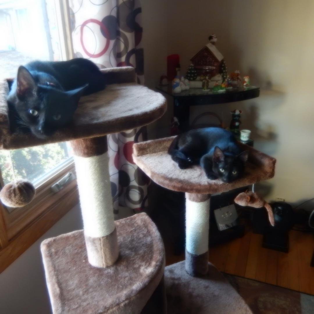 Meet the two new additions to our home, Gizmo & Brandi.