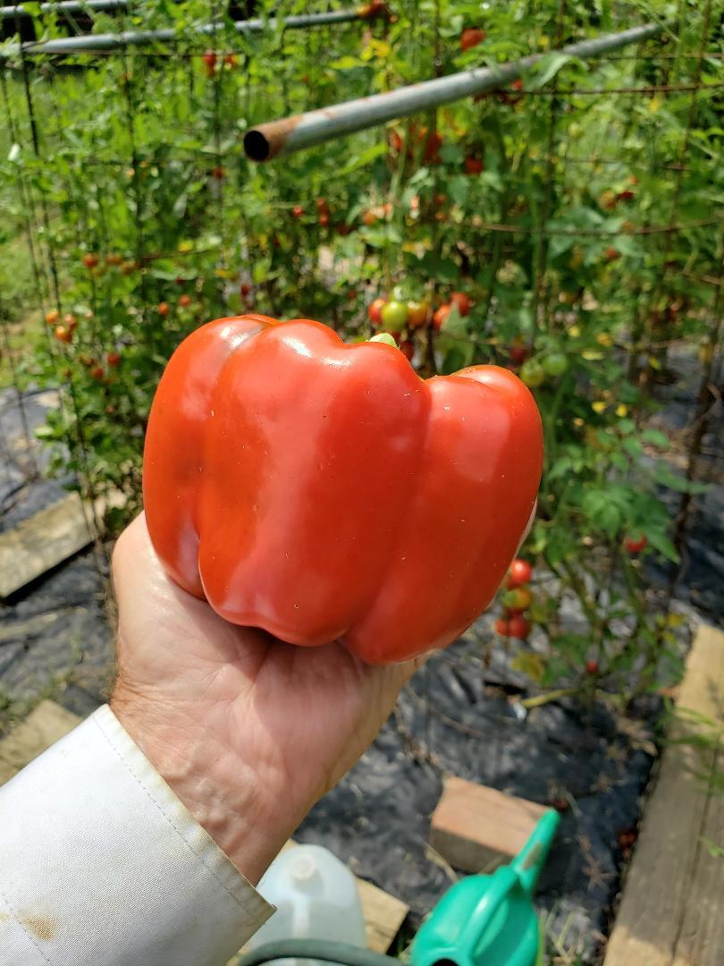 I picked my biggest pepper ever today