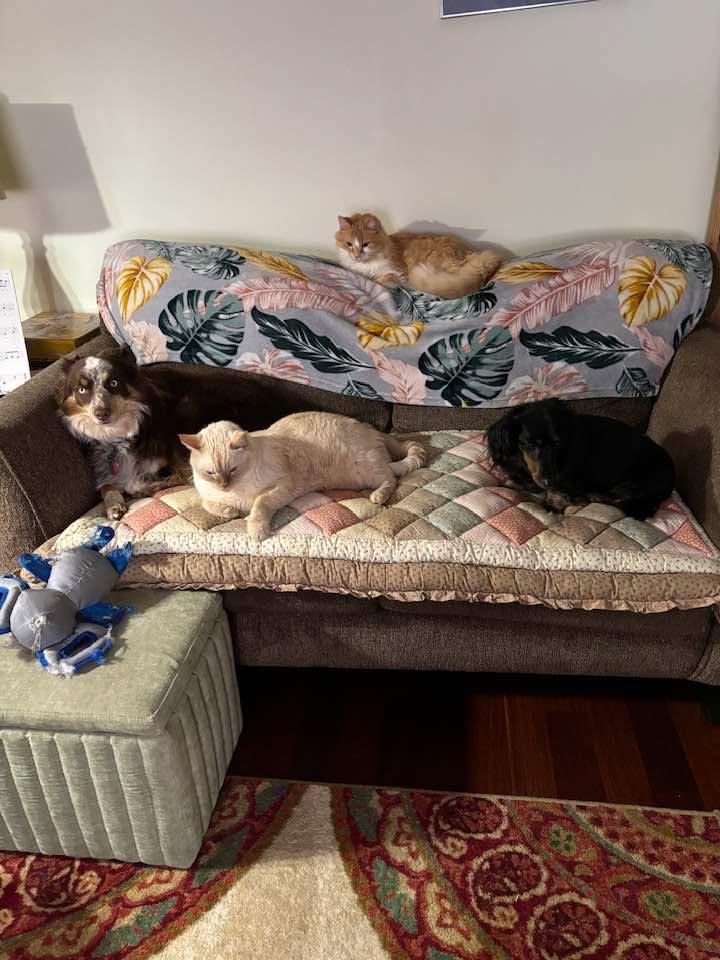 Ok I was sitting on sofa got up, came back and fur babies took over
