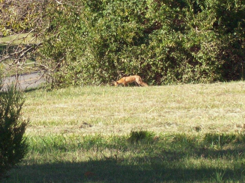 William Corley's album, Local Wildlife