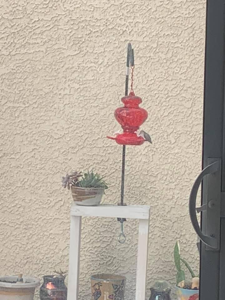 I saw a humming bird fly past my sliding glass door the other day, so I went and bought a hummingbird feeder. My first visitor! Look Elaine!