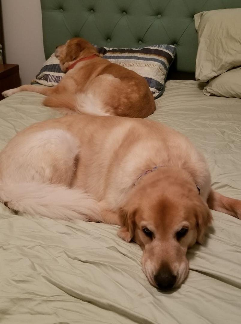 Dogs and I evacuated Wilmington nc we are now staying in ridgewood nj
Be safe