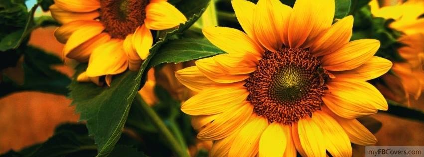 Judy Pollan's album, Timeline Photos