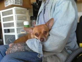 Catt's Cujo