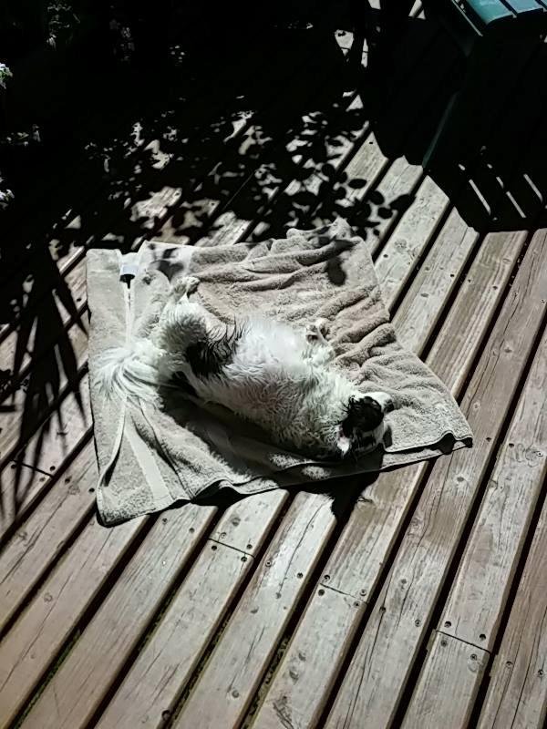 Here's....Daisy...wiggle-waggling in the sun after a long-overdue bath. It's approaching time that she goes back to Krysta's PetSpaw to see Brooklyn. But in the meantime....well she liked it...what can I say?