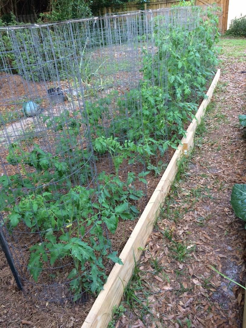 26 tomato plants--several types & sizes. Cages made of wire fence replace staking & tying & are reusable