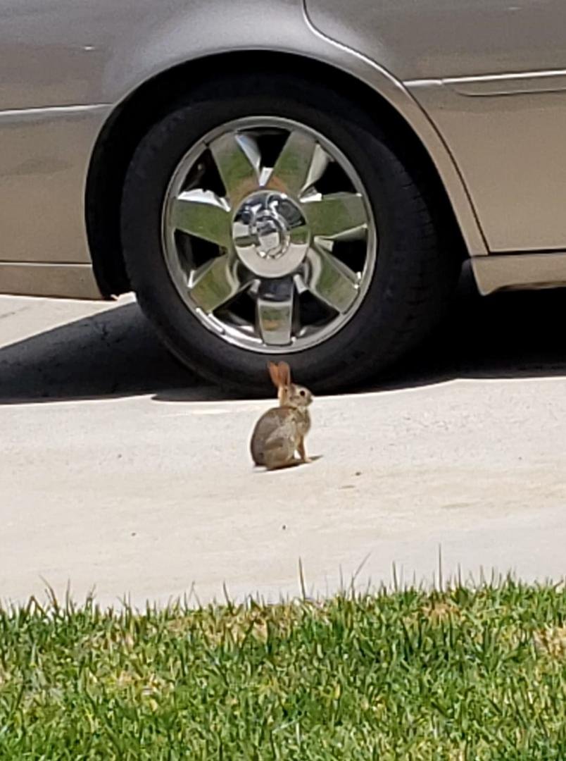 So, I opened my front door and saw the bunny rabbit