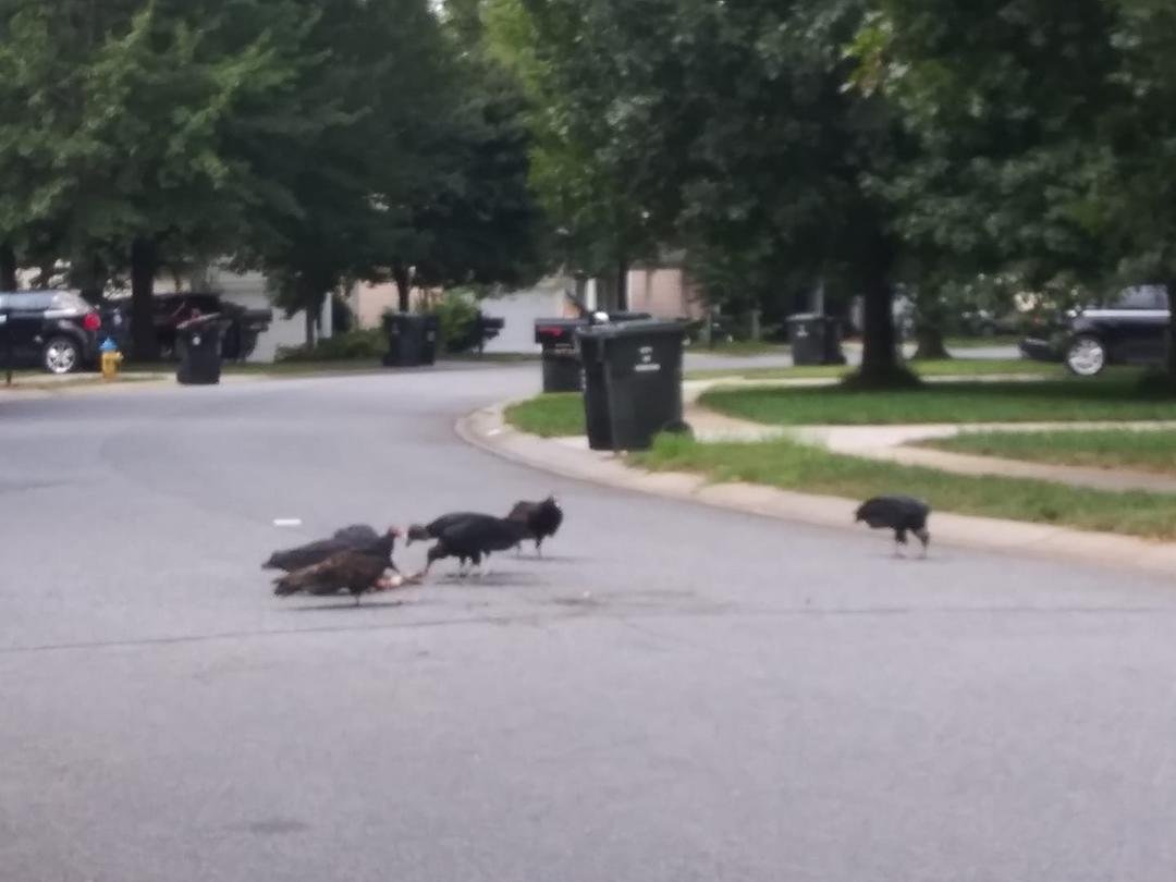 Free bird feed