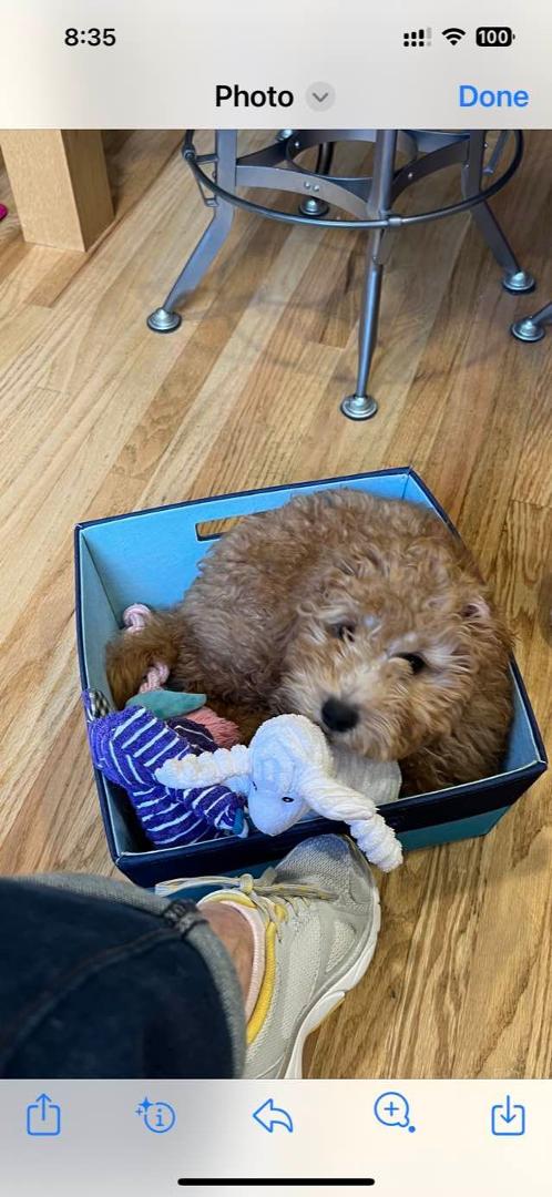 New puppy found her new hiding place! Sadie!