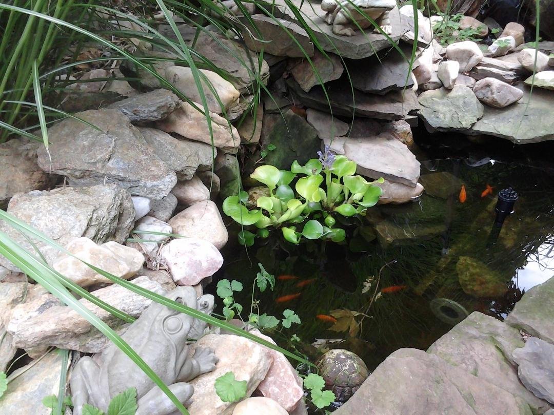 my fish pond, blooming water lily, fish, frogs and 2 tiny turtles (somewhere)