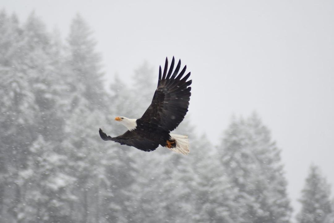 Dec. 23, 2018 Eagle at Beauty Bay, Lake Coeur d'Alene, Idaho, in a snowstorm.