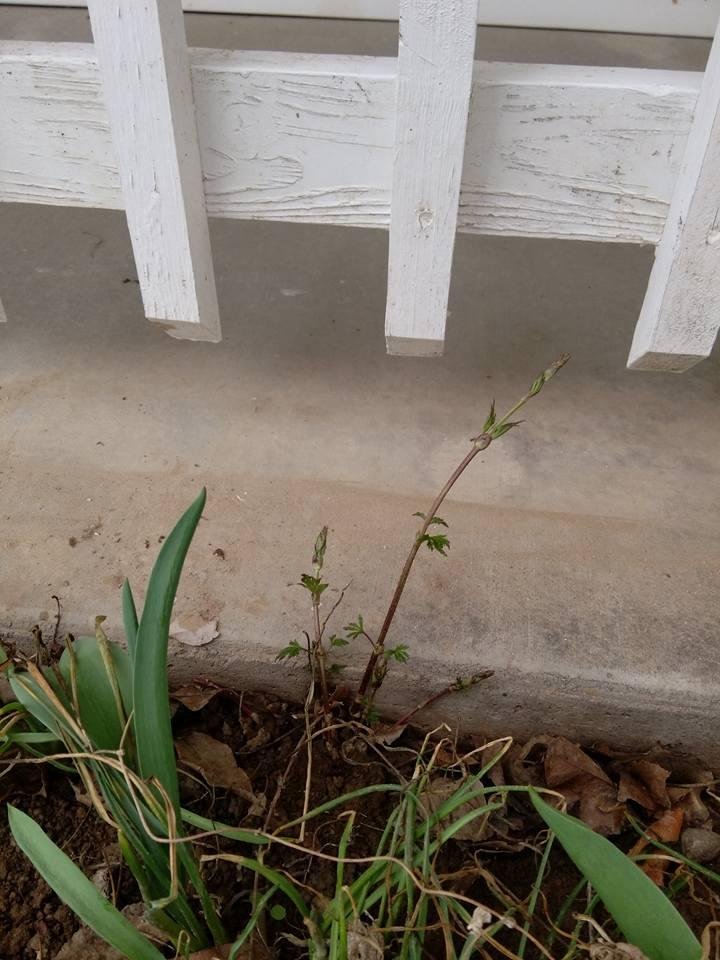 Ron Noel's album, Mobile Uploads