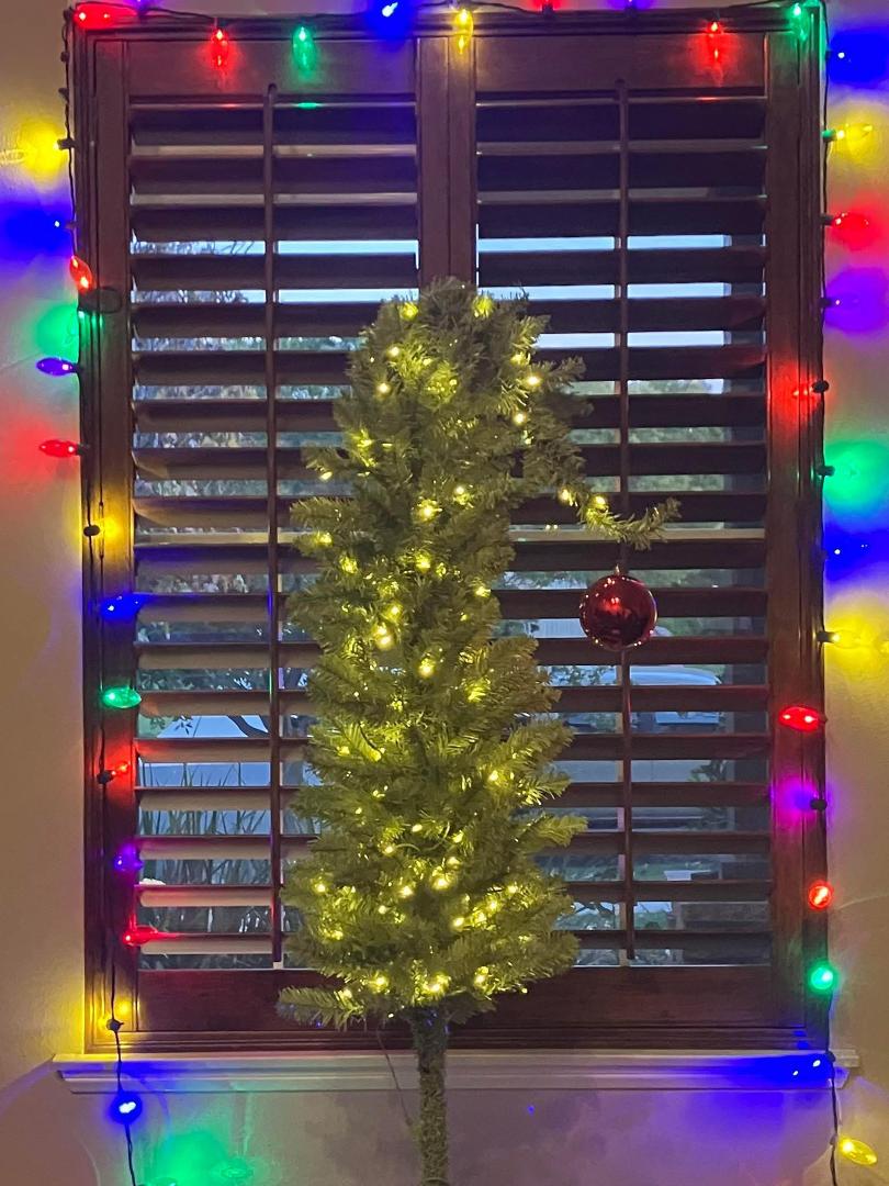 Got the tree up