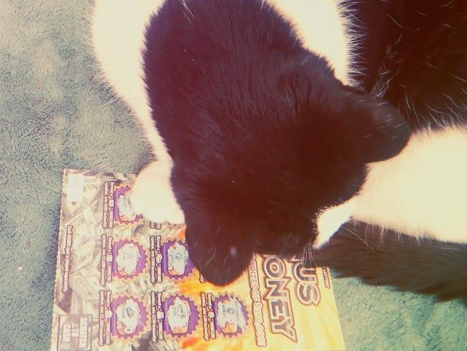 My cat won a twenty dollar scratch off today!!!!
She immediately went back to sleep to dream about winning the million dollar lotto.
