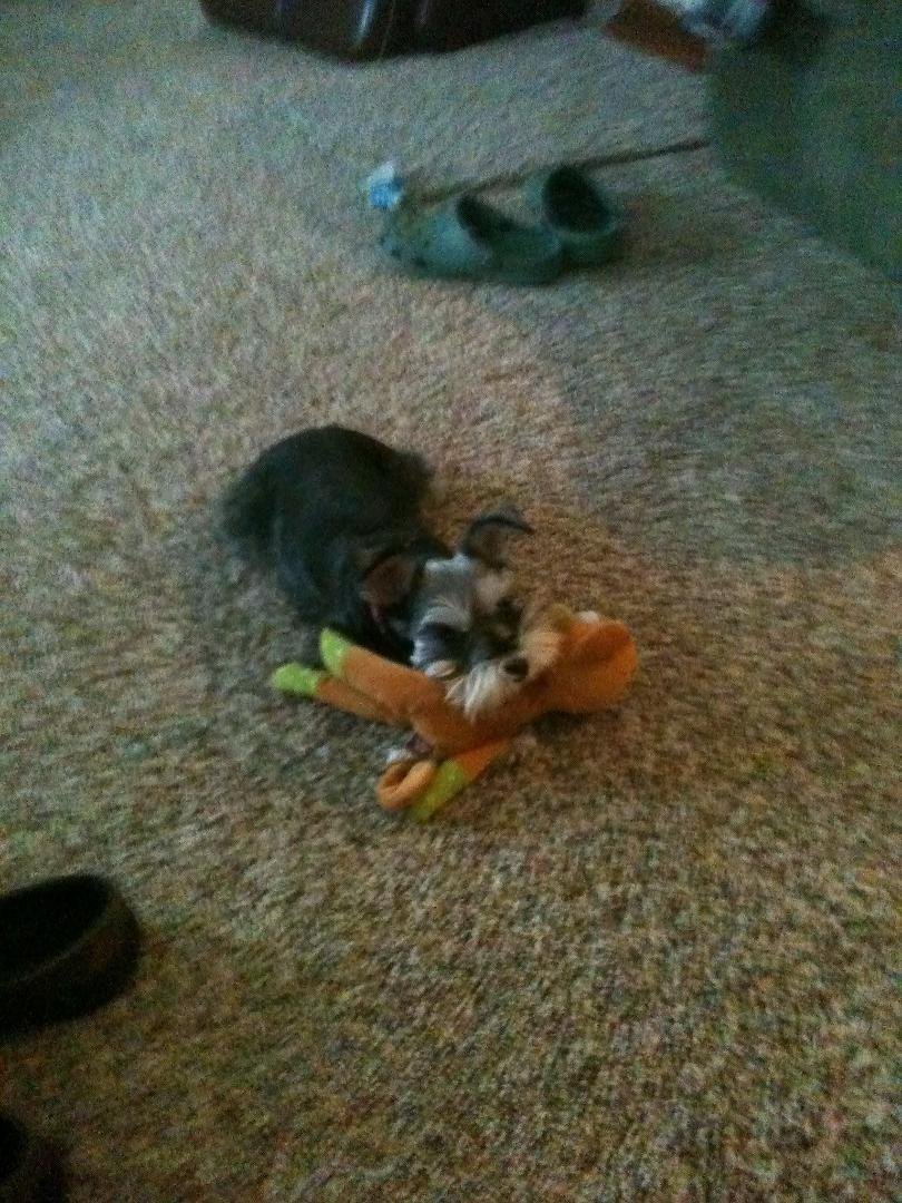 Daisy just resting her head after playing hard...
