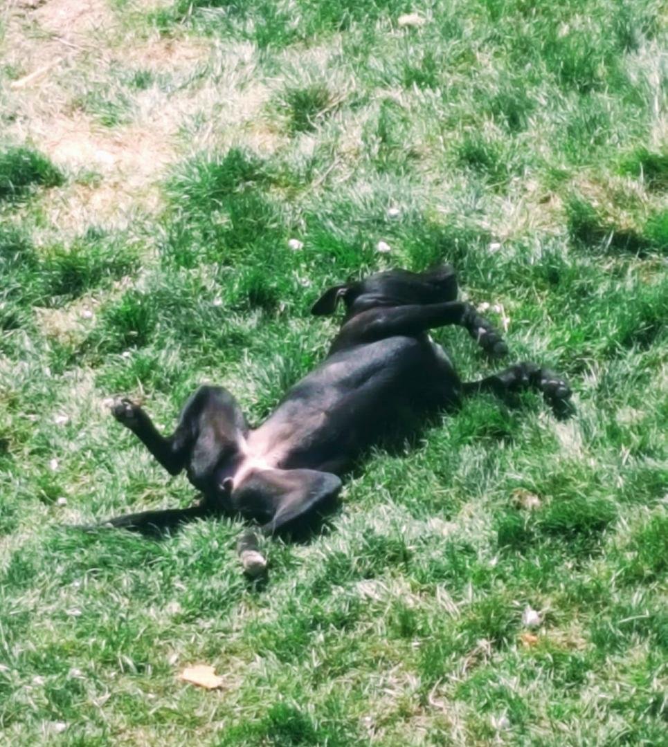 I have never, ever been around a pit bull.  Never wanted to either.  I've always been terrified of them because of what I Have seen.
I've seen them chained to tires to strengthen their muscles for fighting, families that se