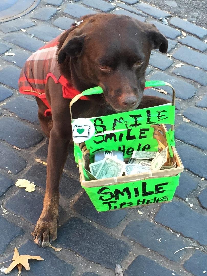 I found this cute dog panhandling down at the Portland Saturday Market today. By the looks of the basket, I think he has enough for a steak.