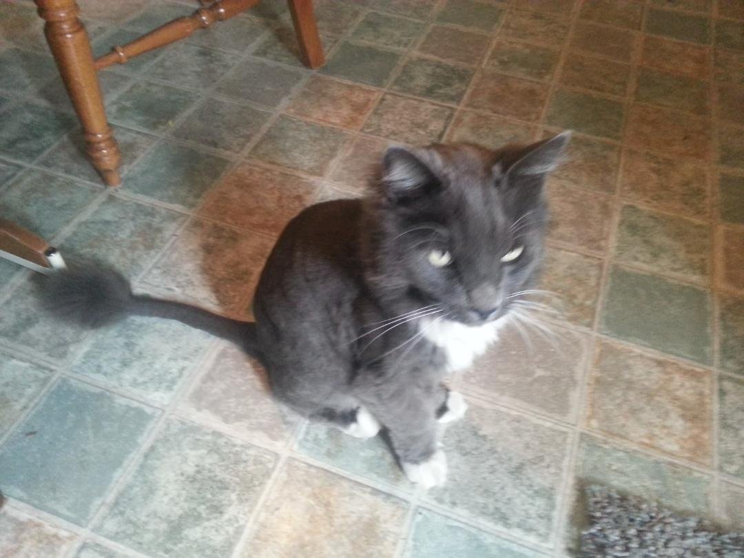 My kitty's summer haircut.