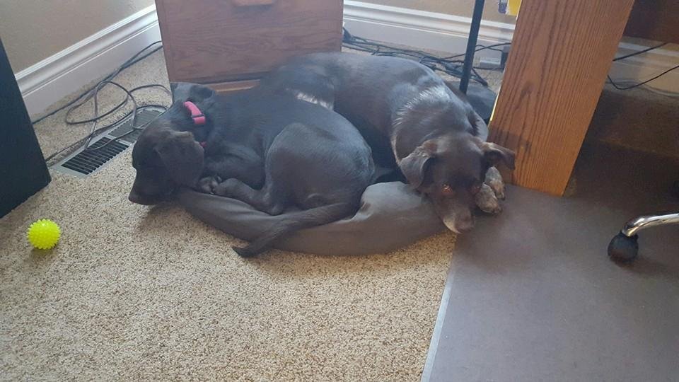I am going to miss my girls. Brin Eade and Marc MisippoMarc will be taking care of them. Thank you in advance for allowing us to go on this trip of a lifetime.