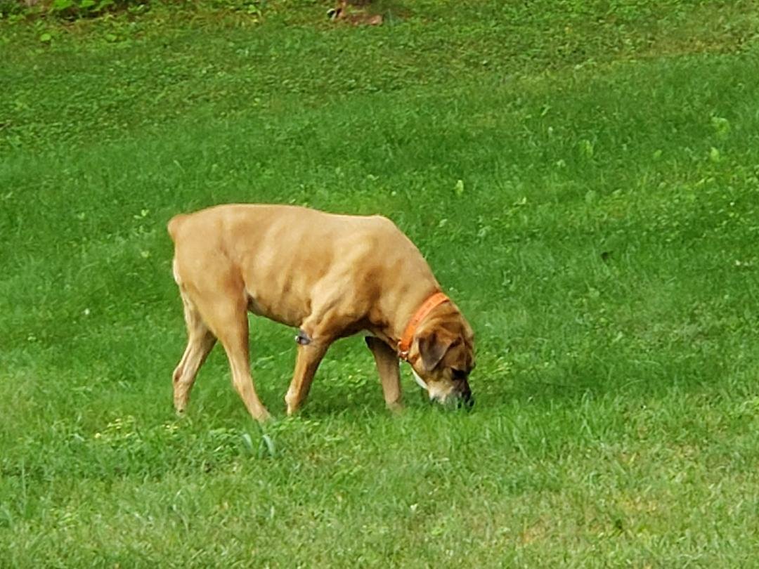 At midnight, my Maddie crossed over while I held her. There will never be another like her. I kept my promise Maddie, you were not alone when the time came. I will miss you forever.