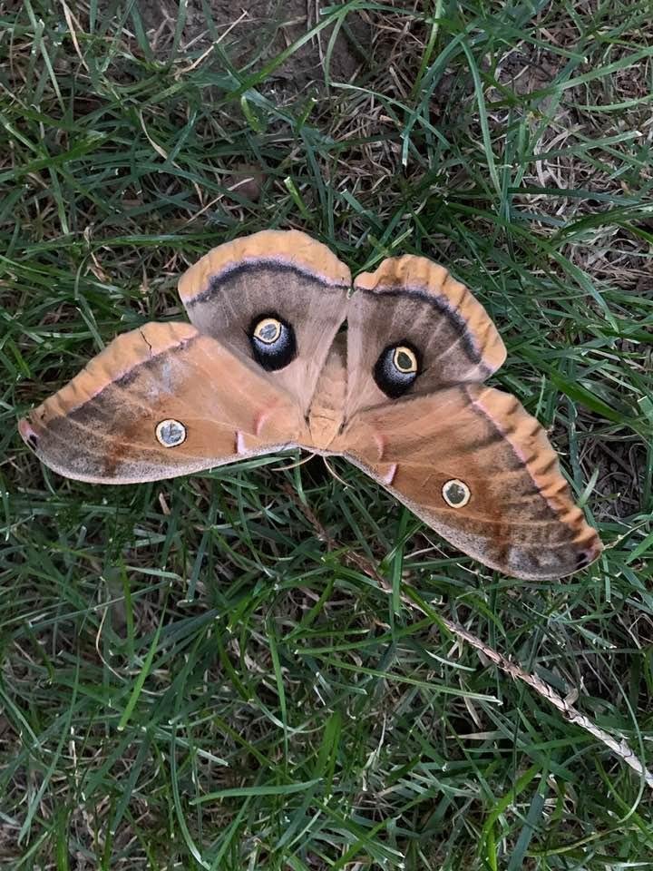 This beautiful moth is resting on the grass between our house and the Spencer’s. He moves his wings a little but seems unable to fly. Anyone know his name?