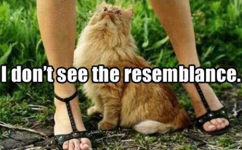 For all you cat people.